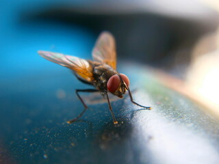 A fly resting