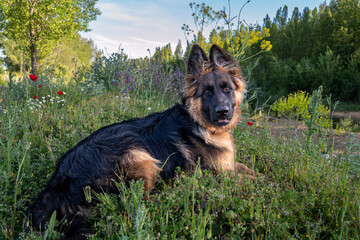 Female German Shepherd dog breed puppy, lying among the vegetation.
