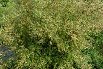 Salix alba. White willow, with branches covered in leaves, female inflorescences and male catkins.
