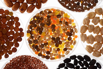 Laboratory biotechnological research on growth of transgenic seeds