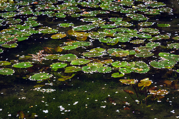 室生寺 バン字池の春