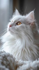 Obraz premium A close-up shot of a white cat with yellow eyes looking upwards. The cat is sitting on a white blanket, with a bright window in the background