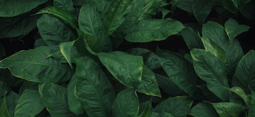 Full Frame of Green Leaves Pattern Background, Nature Lush Foliage Leaf Texture, tropical leaf	