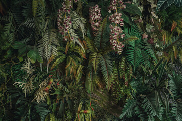 Herb wall, plant wall, natural green wallpaper and background. nature wall. Nature background of green forest	