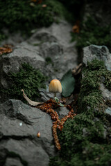 mushrooms on a tree