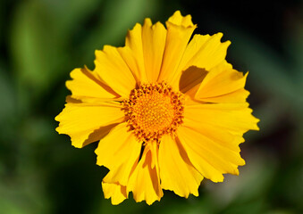 Lance-Leaf Coreopsis