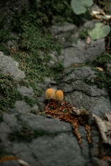 mushrooms on a tree