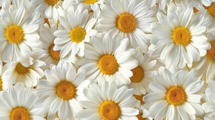 Fototapeta premium Daisy seamless pattern background. Fashion print