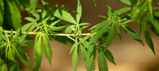 Cannabis plantation in the Chui valley. Bushes of cannabis by a stern plan. Leaves of narcotic...