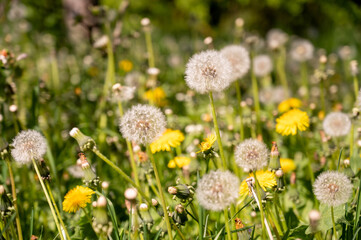 Dandelion flowers on a green meadow with dandelions
