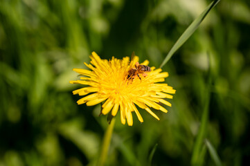 Bee on a yellow dandelion flower in the meadow.