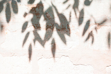 abstract of shadow tree on cement wall for background used. vintage tone