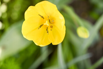 Yellow tulip with green leaves in the garden, shallow depth of field