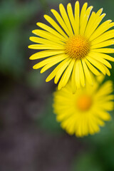 Yellow daisy in the garden. Shallow depth of field.