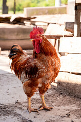 Rooster in the yard of a country house. Farm animals.