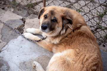 a dog on a chain lies on the ground in the doorway of a country house