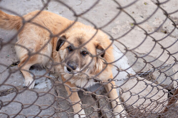 a dog on a chain lies on the ground in the doorway of a country house