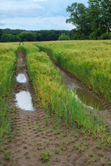 Fototapeta premium Rain-wet ruts from tractors in a grain field