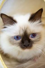 Junge Heilige Birma Katze