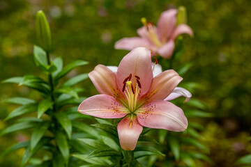 White lily (Lilium candidum), Close-up large lily flowers, cute floral composition isolated on natural green field. Concept of floristry, decoration, creativity, decor and advertising. design for card