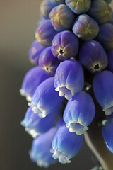 grape hyacinth
