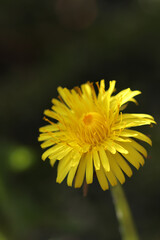 yellow flower of a dandelion