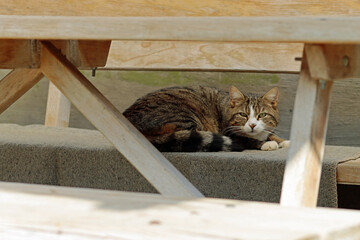 cat on the bench