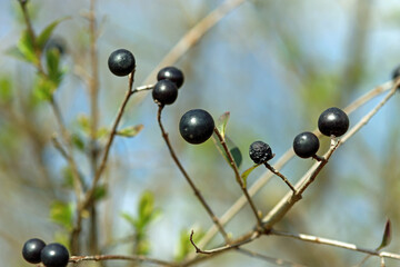 berries on a tree