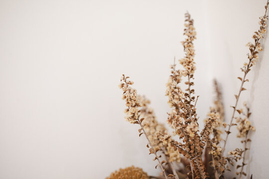 Arrangement of dried flowers on basic white background with copy space