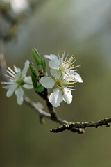 apple tree flower