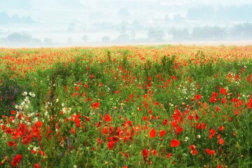 Łąka pełna kwiatów przed o wschodzie słońca