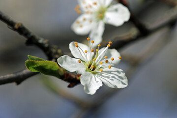 blossom in spring
