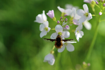 bee on a flower