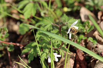 bee on the grass