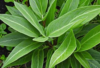 Obraz premium Botanical Growth: Exploring the Concept of Plant Life through Generative AI