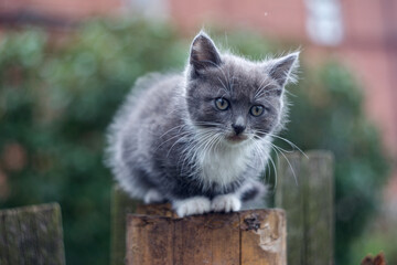 Homeless grey kitten on the street