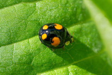 Close-up of a Asian lady beetle (Harmonia axyridis) © Doris Steiner
