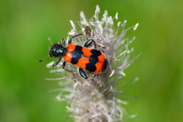 Close up of bee beetle (Trichodes apiarius) sitting on hoary plantain blossom