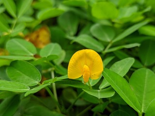 Arachis pintoi, the ornamental bean, is a cover forage plant native to the Cerrado vegetation of Brazil.