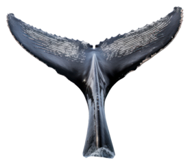 PNG A real humpback whale tail animal mammal white background.