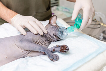 A veterinarian puts a sphinx on a cat inhalation narcosis in the animal hospital.