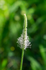 Close up of hoary plantain blossom (Plantago media)