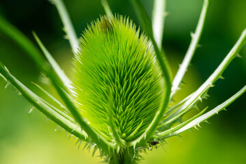 Close up of a wild teasel bud (Dipsacus fullonum, syn. Dipsacus sylvestris) in early summer