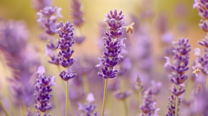 Obraz premium Close-up of beautiful purple lavender flowers in a field with a blurred background.