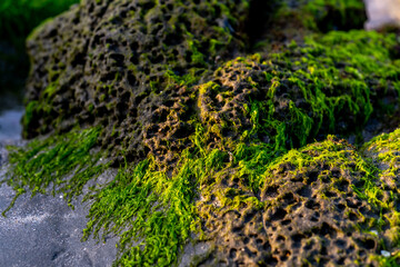 A rocky shoreline with green moss growing on the rocks. The moss is covering the rocks and the water is murky