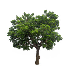 Isolated tree on white background