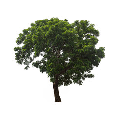 Isolated tree on white background