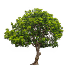 Isolated tree on white background