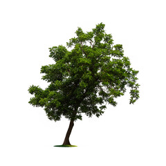 Isolated tree on white background