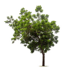 Isolated tree on white background